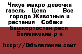 Чихуа микро девочка газель › Цена ­ 65 - Все города Животные и растения » Собаки   . Башкортостан респ.,Баймакский р-н